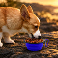Product image: Collapsible Travel Pet Bowl with Carabiner